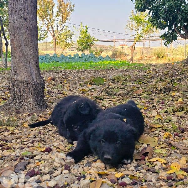 رفيقك المخلص بإنتظارك 3