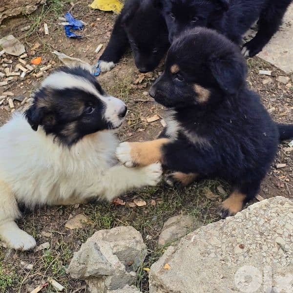 رفيقك المخلص بإنتظارك 4