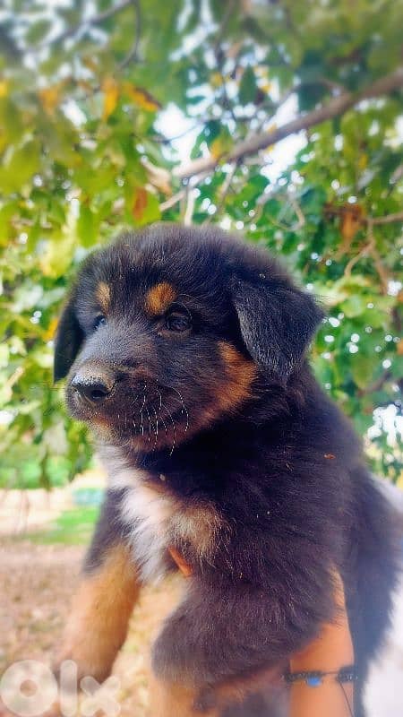 رفيقك المخلص بإنتظارك 5