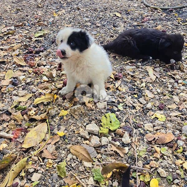 رفيقك المخلص بإنتظارك 6