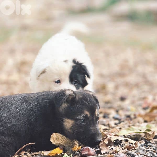 رفيقك المخلص بإنتظارك 7