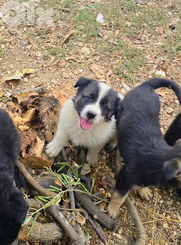 رفيقك المخلص بإنتظارك 8