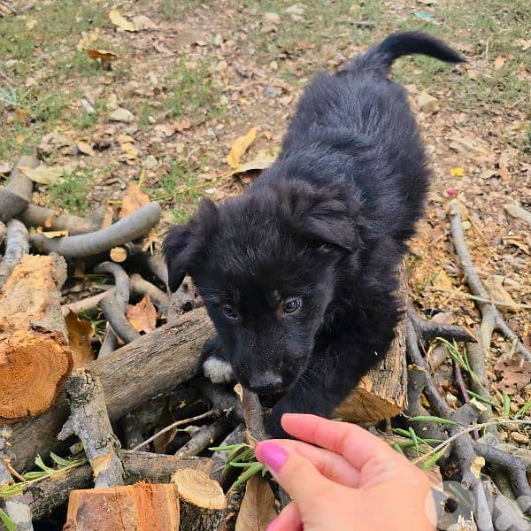 رفيقك المخلص بإنتظارك 9