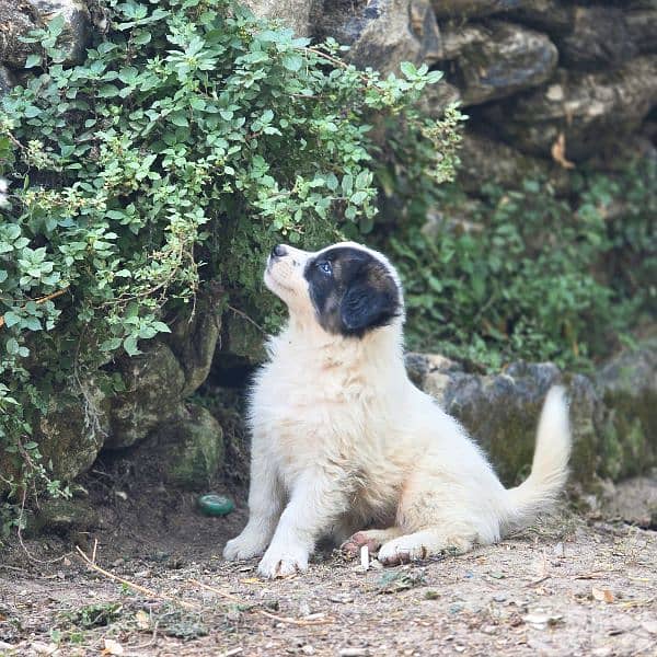 رفيقك المخلص بإنتظارك 10