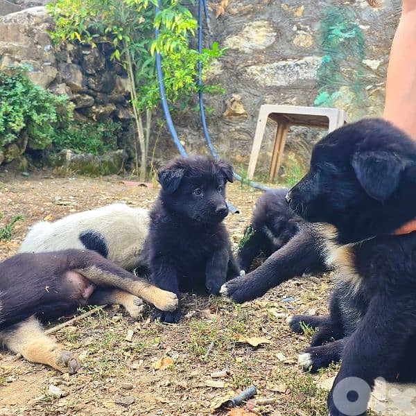 رفيقك المخلص بإنتظارك 11