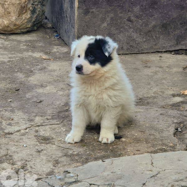 رفيقك المخلص بإنتظارك 13