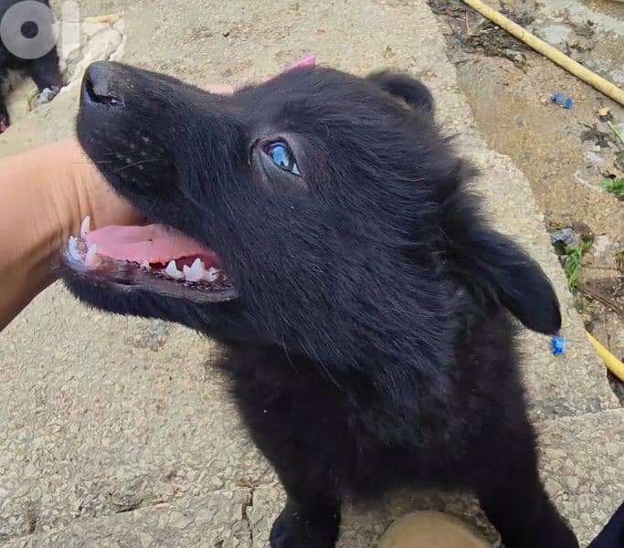 رفيقك المخلص بإنتظارك 14