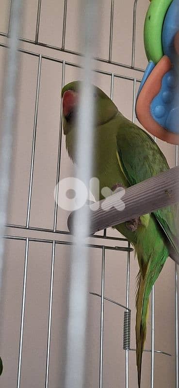 وادي الزينة داوود العلي