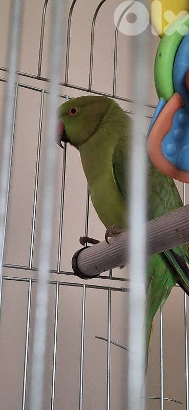 وادي الزينة داوود العلي 1