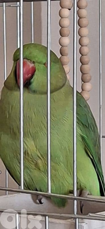 وادي الزينة داوود العلي 2