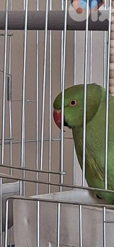 وادي الزينة داوود العلي 3