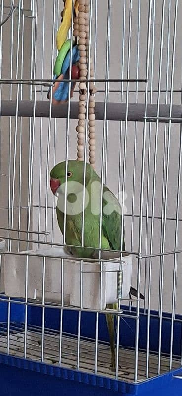 وادي الزينة داوود العلي 4