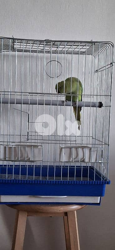 وادي الزينة داوود العلي 5