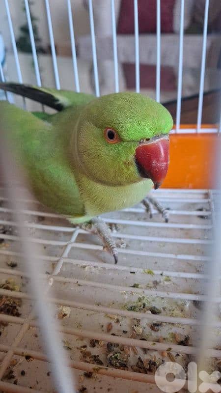 وادي الزينة داوود العلي 7