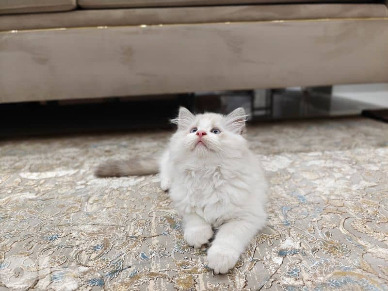 2 male ragdoll kitten 1