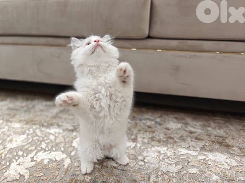 2 male ragdoll kitten 2
