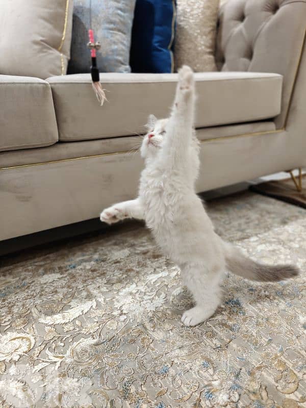 2 male ragdoll kitten 3