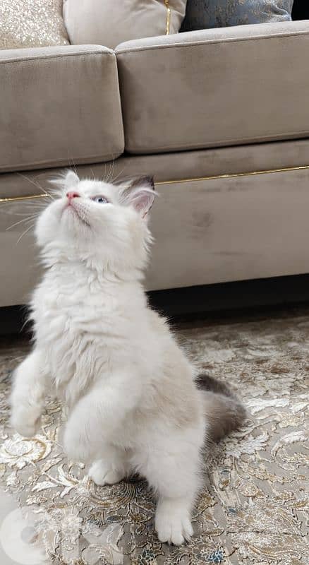 2 male ragdoll kitten 4