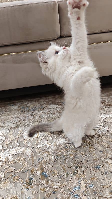 2 male ragdoll kitten 5