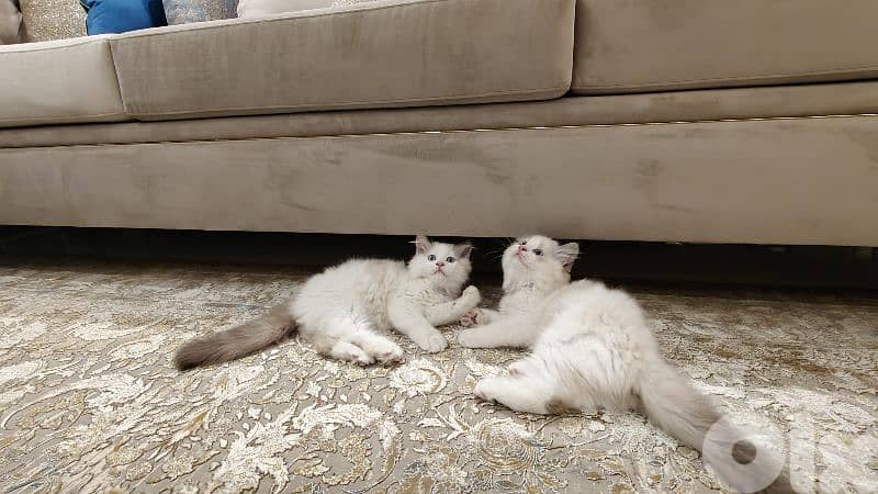2 male ragdoll kitten 6
