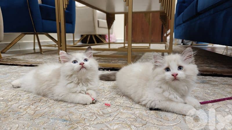 2 male ragdoll kitten 7