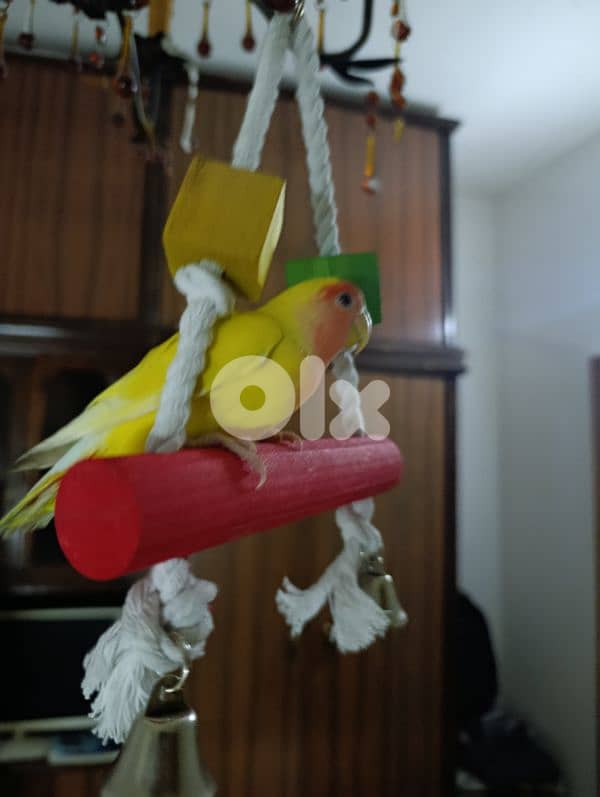 rose bird for sale 0