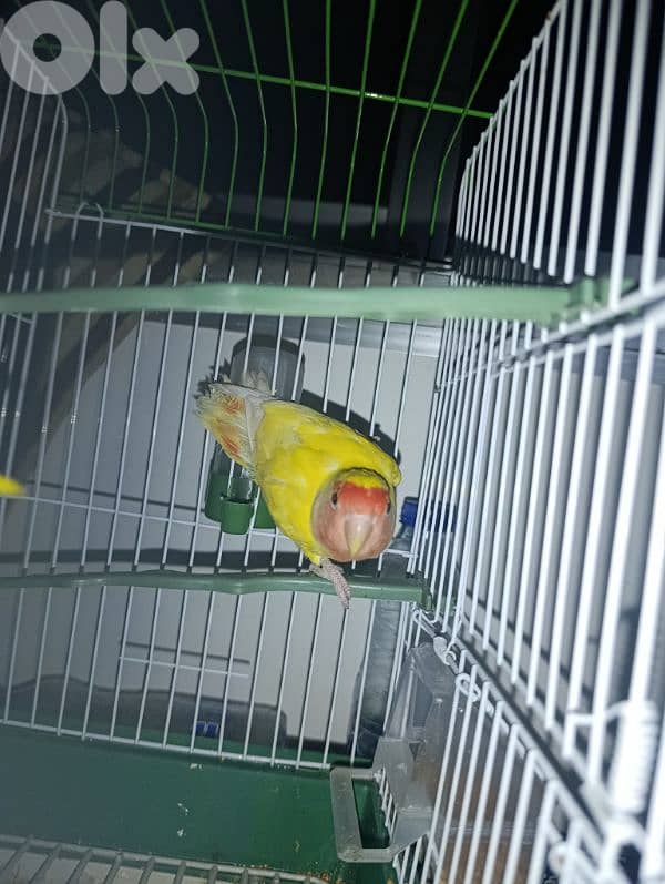 rose bird for sale 1