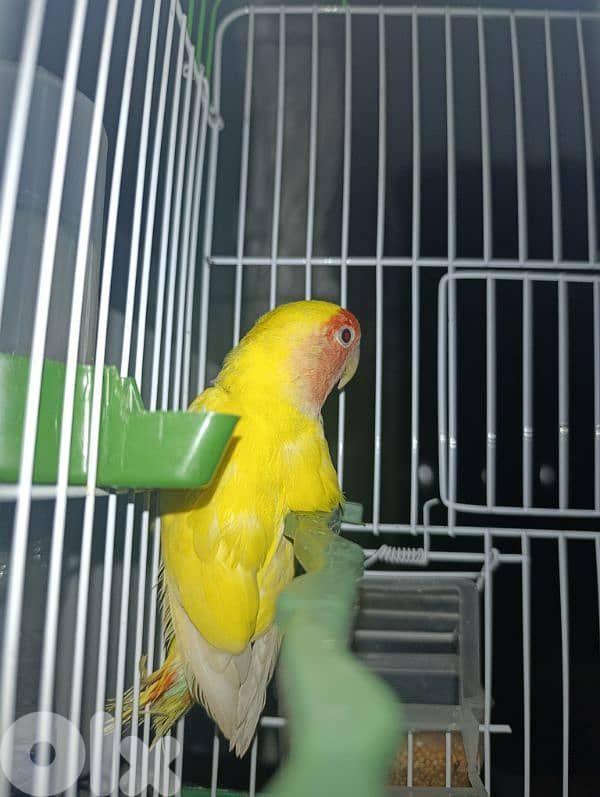 rose bird for sale 2