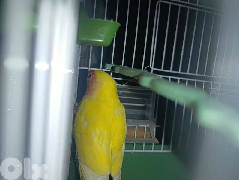 rose bird for sale 3