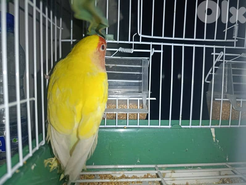 rose bird for sale 4