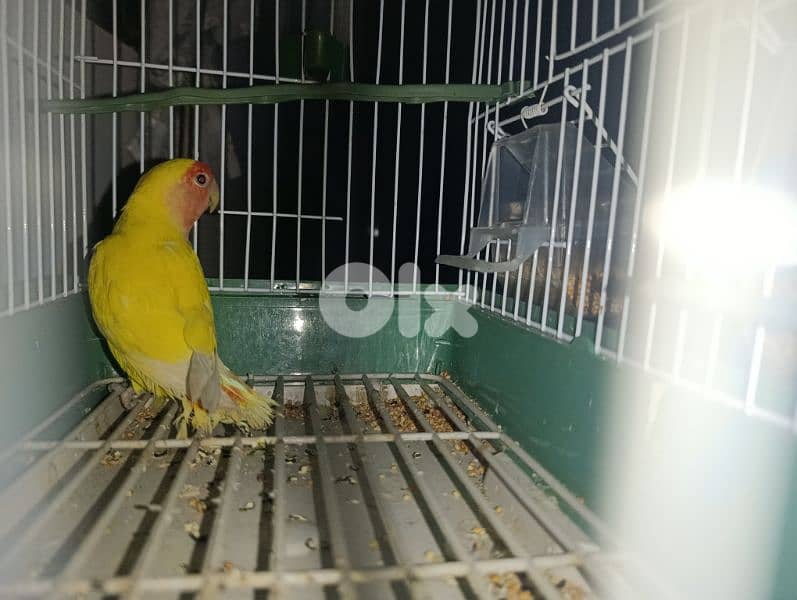 rose bird for sale 5