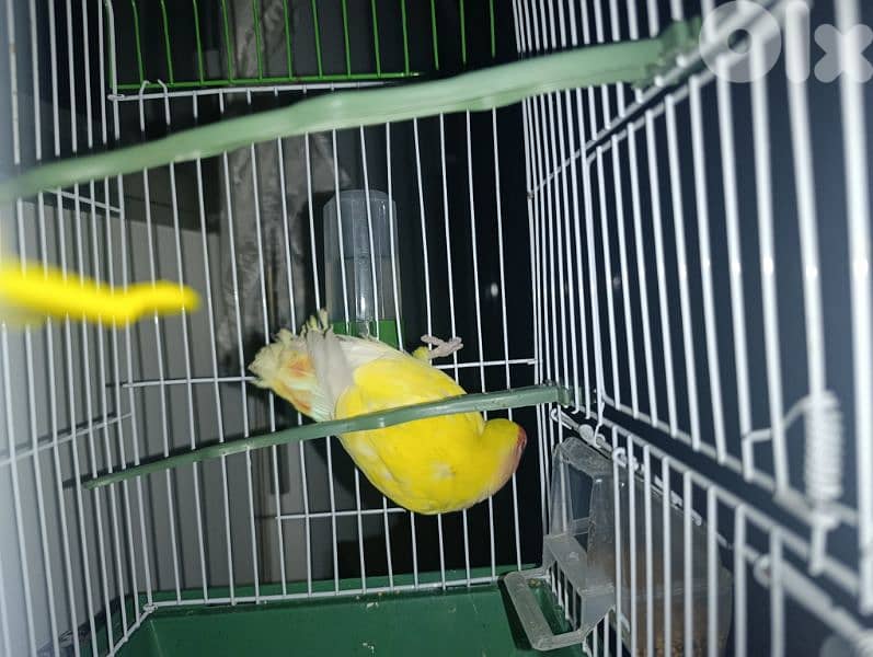 rose bird for sale 6