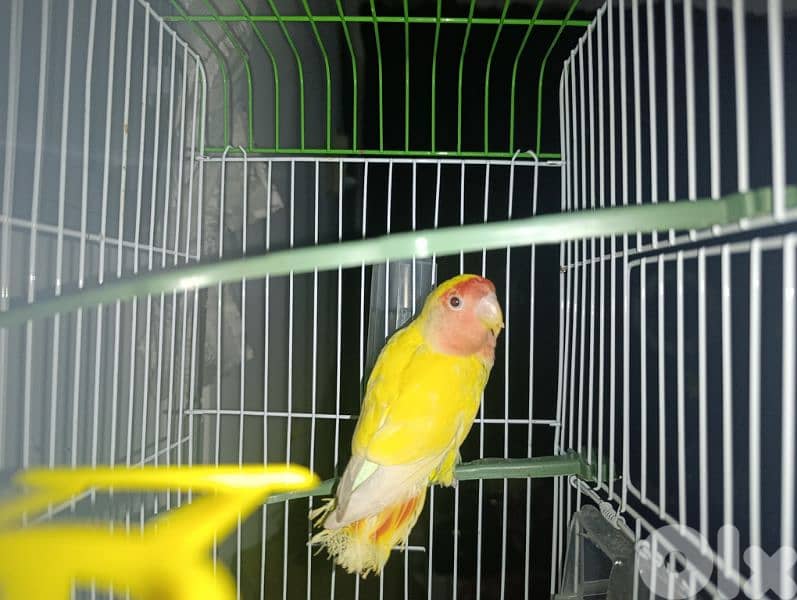 rose bird for sale 7