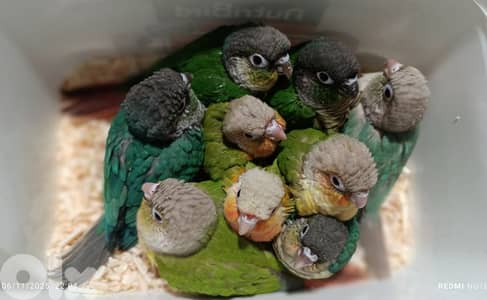 فراخ ببغاء كونيور  conure parrot chicks