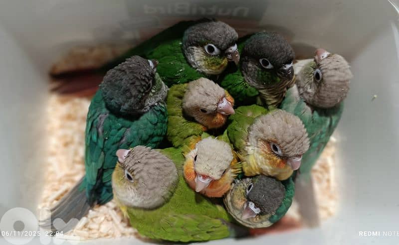 فراخ ببغاء كونيور  conure parrot chicks 0