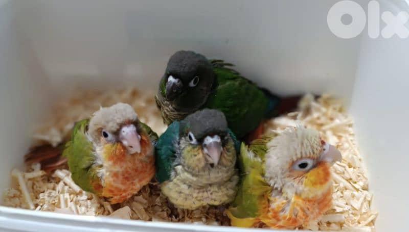 فراخ ببغاء كونيور  conure parrot chicks 1