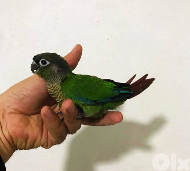 فراخ ببغاء كونيور  conure parrot chicks 2