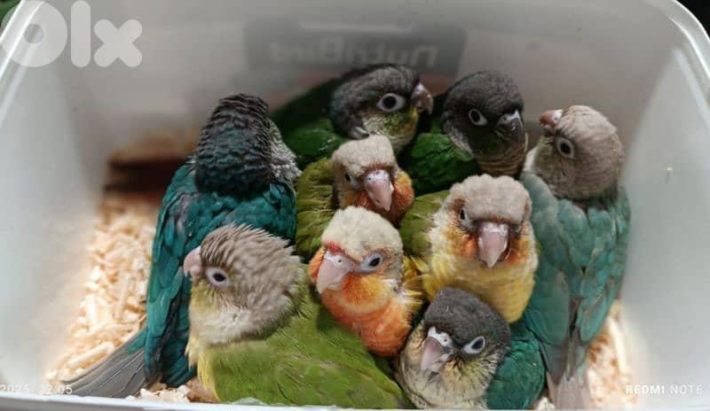 فراخ ببغاء كونيور  conure parrot chicks 4