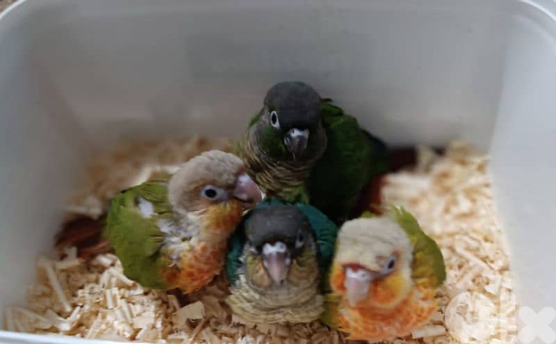 فراخ ببغاء كونيور  conure parrot chicks 5