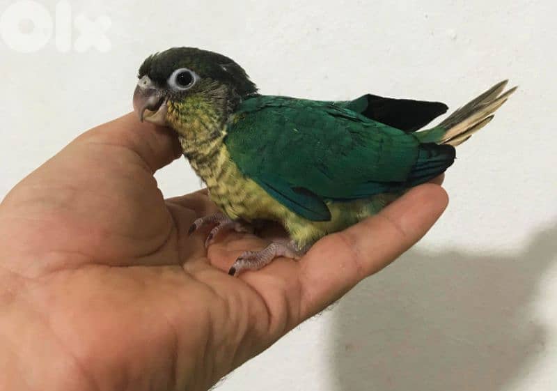 فراخ ببغاء كونيور  conure parrot chicks 6