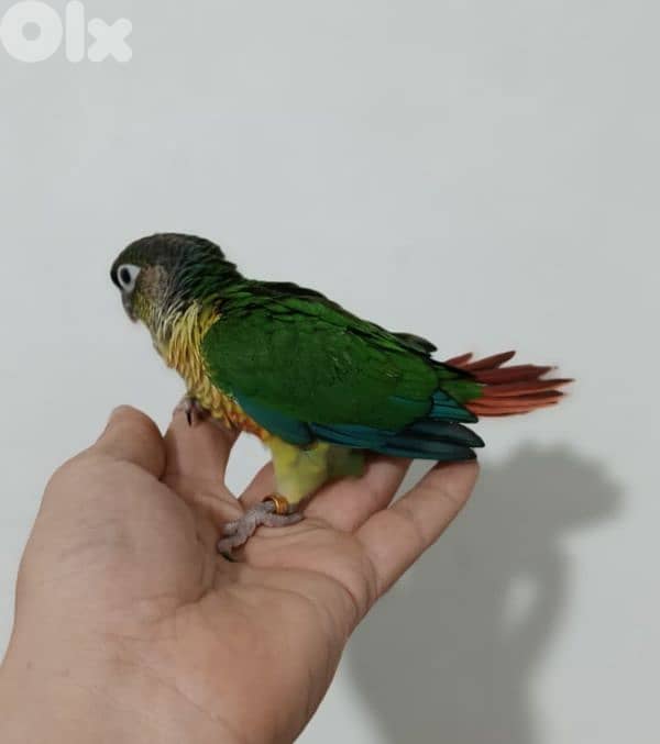 فراخ ببغاء كونيور  conure parrot chicks 8