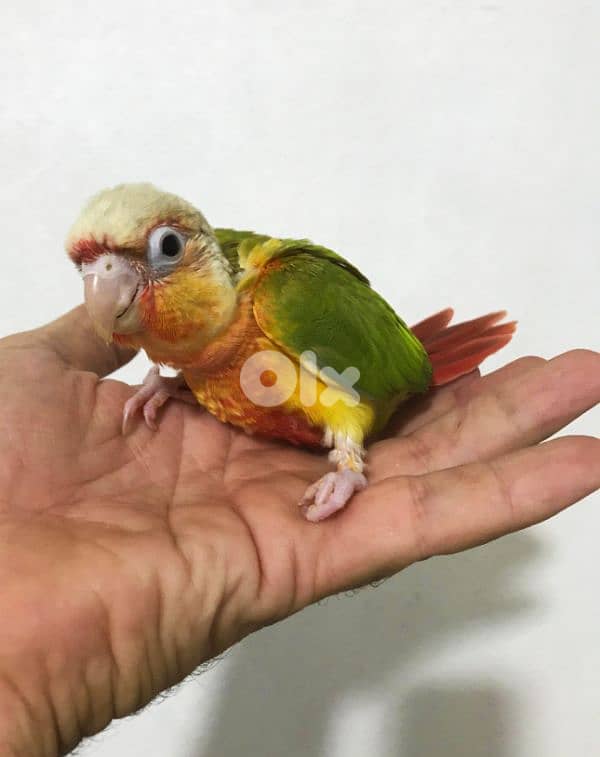 فراخ ببغاء كونيور  conure parrot chicks 9