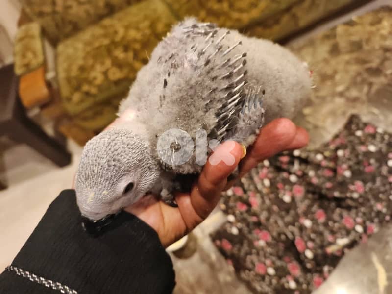 فراخ كاسكو 0