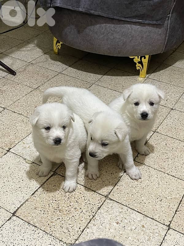 Berger Swisse Puppies For Sale 0