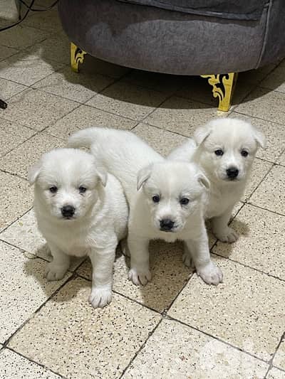 Berger Swisse Puppies For Sale