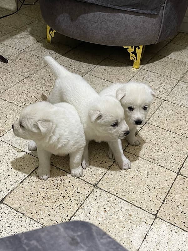 Berger Swisse Puppies For Sale 2