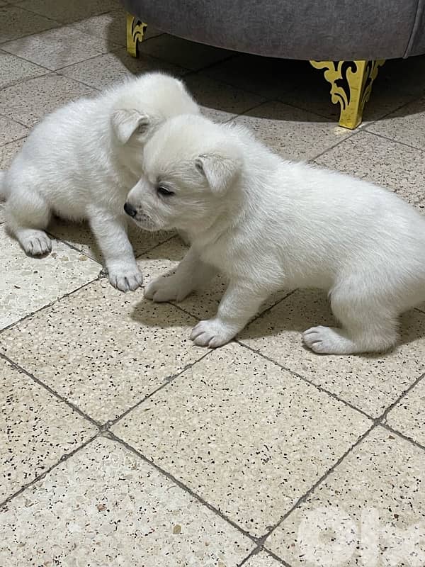 Berger Swisse Puppies For Sale 3