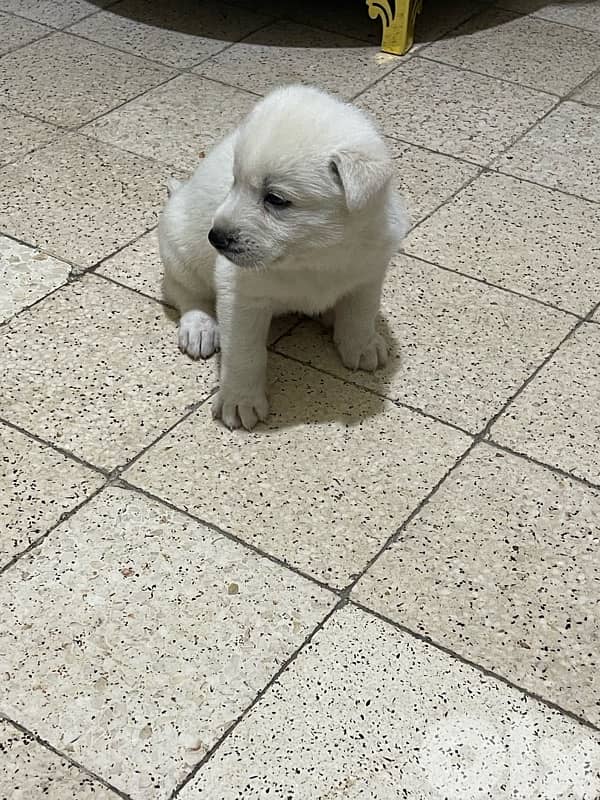 Berger Swisse Puppies For Sale 4