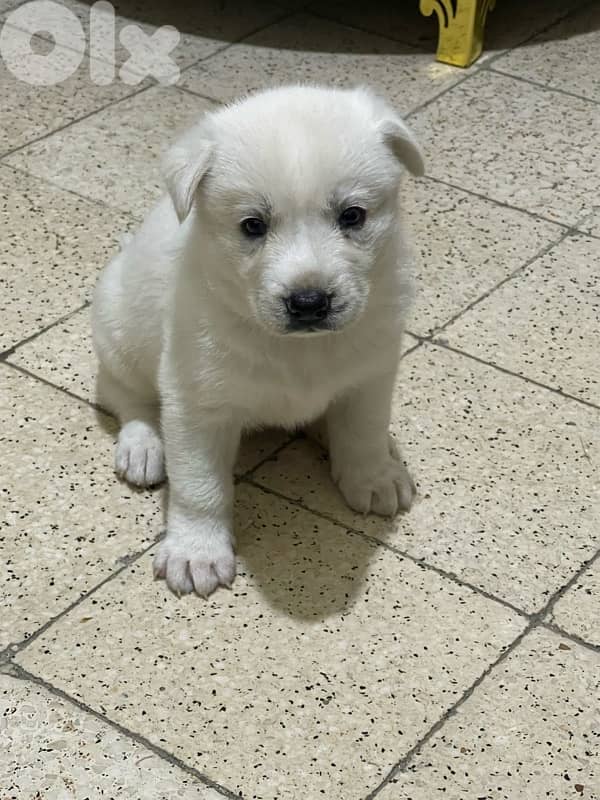 Berger Swisse Puppies For Sale 5