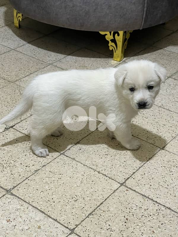 Berger Swisse Puppies For Sale 6